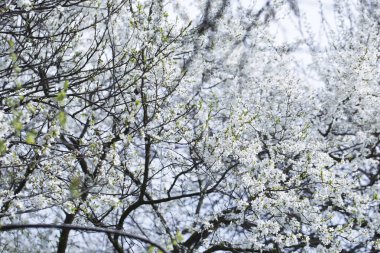 bir kiraz ağacı bahar dalları üzerinde çiçekler
