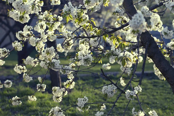 Fleurs sur les branches d'un arbre cerisier printemps — Photo
