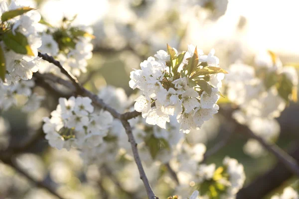 Flowers on the branches of a tree cherry spring — Stock Photo, Image