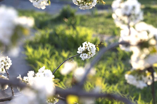 Flowers on the branches of a tree cherry spring — Stock Photo, Image