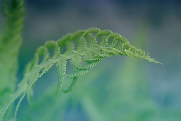 Curly navy fern frond in spring forest with sunrise as natural f