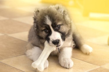 Beyaz kemikli şirin Kafkas çoban köpeği.