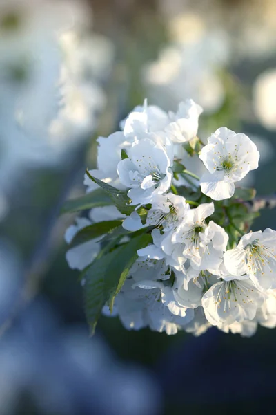 Ветка вишни с цветами. Весеннее цветение — стоковое фото
