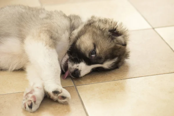 Beautiful happy puppy is lying on the floor