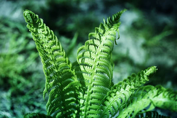 Piękne jasne zielone tło paproci — Zdjęcie stockowe