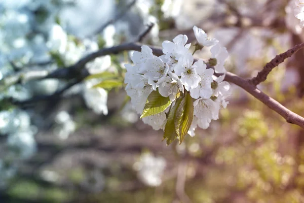 A branch of sweet cherry  with flowers. Spring flowering of the — Stock Photo, Image
