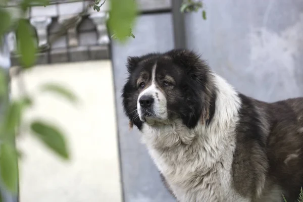 Kaukasische herder hond in de tuin — Stockfoto