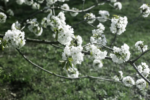 A branch of sweet cherry  with flowers. Spring flowering of the — Stock Photo, Image