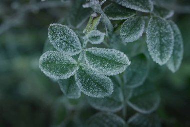  Ağaç donuyla kaplı gül yaprakları