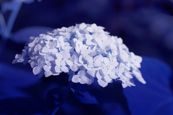 Hydrangea flower on a background close-up, classic, blue, monoch — 图库照片