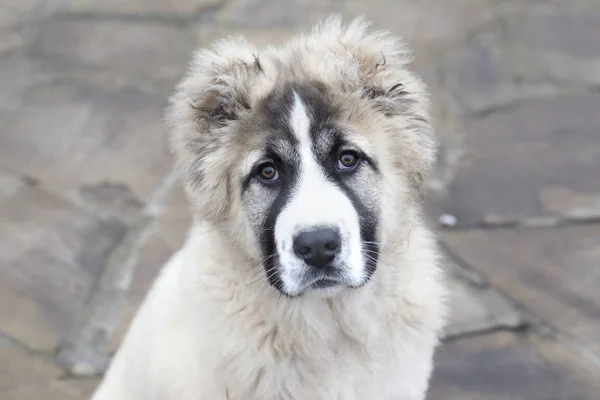 Şirin beyaz çoban köpeği yavrusu. Kafkas çoban köpeği 4 aylık. — Stok fotoğraf