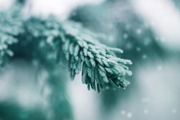 Ramo de abeto de geada, tempo de inverno, agulhas congeladas . — Fotografia de Stock