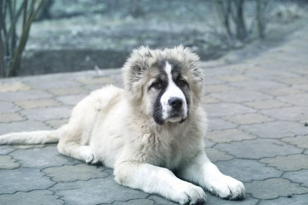 Leuke blanke herder puppy. Kaukasische herder hond is 4 maanden — Stockfoto