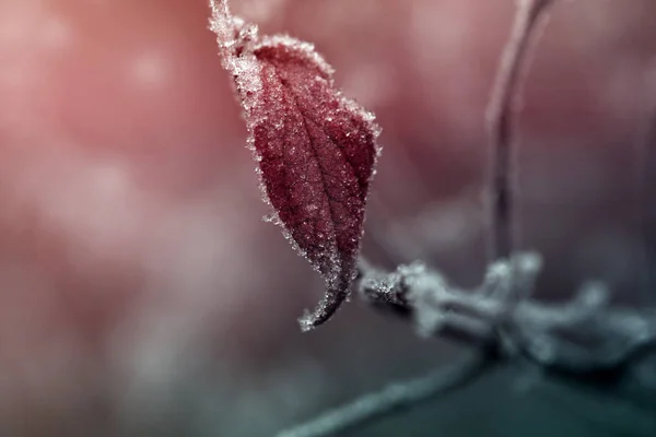 Лист на гілці в морозній голці . — стокове фото