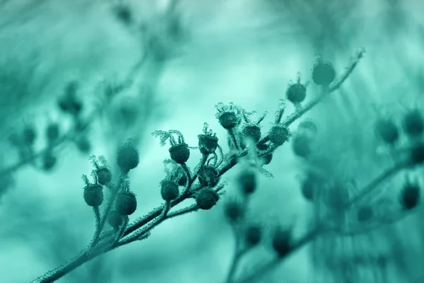 Plantas com geada. Plantas congeladas no inverno com os hoarfros — Fotografia de Stock