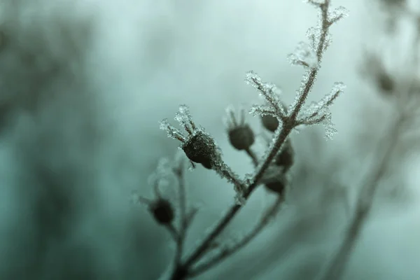 Plantas com geada. Plantas congeladas no inverno com os hoarfros — Fotografia de Stock