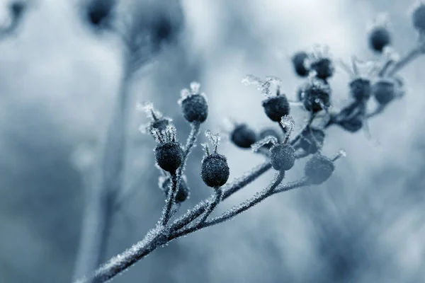 Planten met steenvorst. Bevroren planten in de winter met de schorseneren — Stockfoto