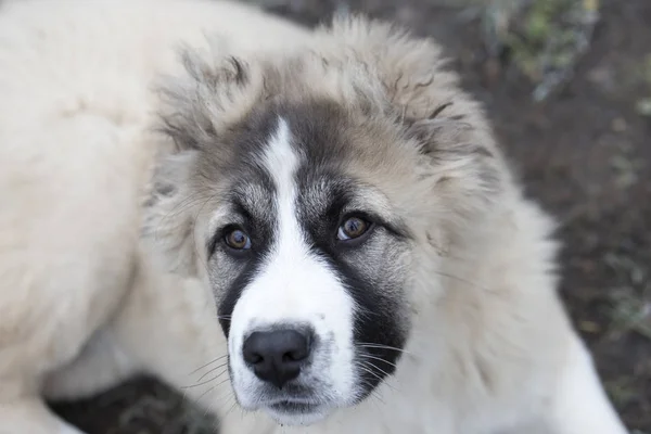 Leuke blanke herder puppy. Kaukasische herder hond is 4 maanden — Stockfoto