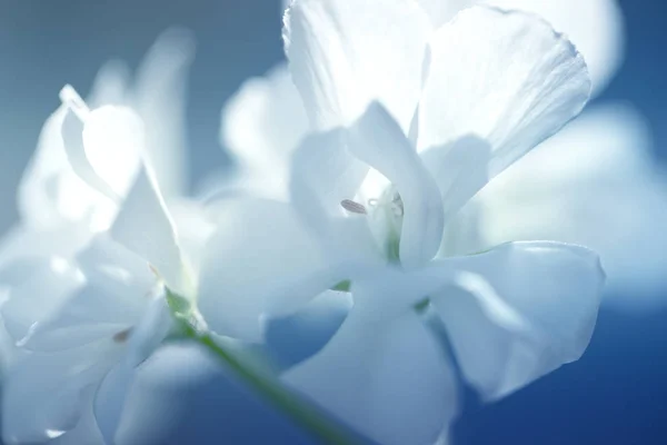 Ανθισμένο λευκό γεράνι. pelargonium flowers.close λευκό — Φωτογραφία Αρχείου