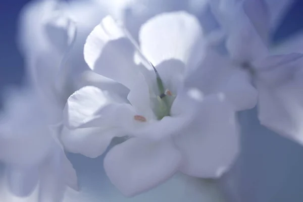 Ανθισμένο λευκό γεράνι. pelargonium flowers.close λευκό — Φωτογραφία Αρχείου