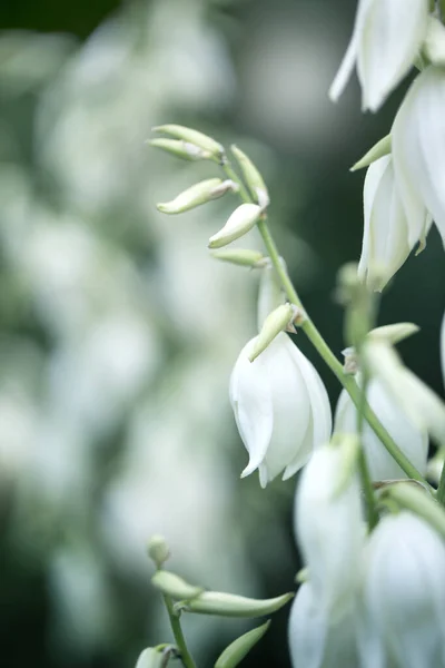 Διακοσμητικό φυτό Γιούκα. λουλούδια της Γιούκα. Ανθισμένη Γιούκα θάμνος. — Φωτογραφία Αρχείου