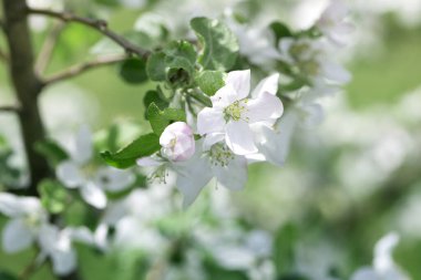 Çiçek açan elma dalı. İlkbaharda çiçek açan elma ağacı. Çiçekli taze elma ağacı dalı ve arka planda yapraklar.