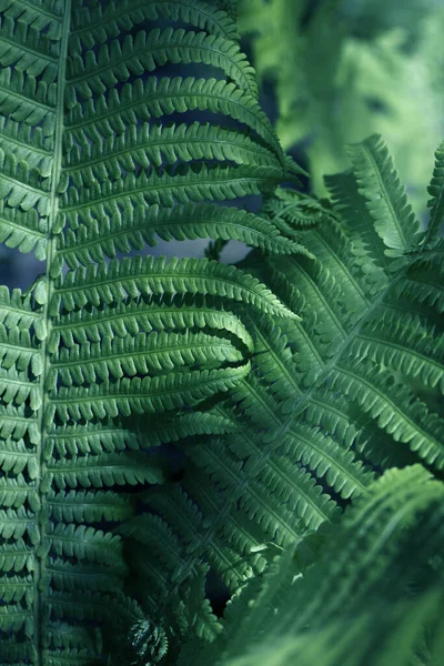 Varens Bladeren Groen Gebladerte Natuurlijke Bloemvaren Achtergrond Zonlicht Foto Van — Stockfoto