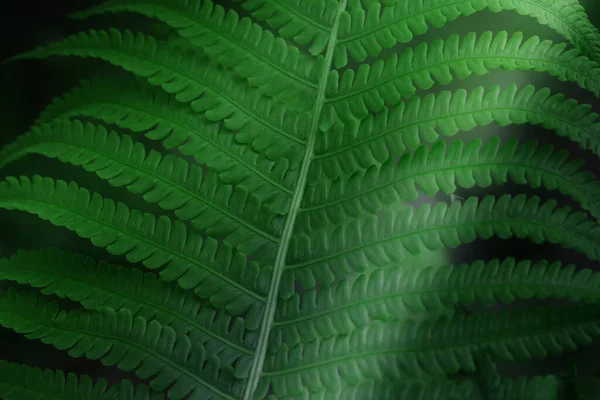 ferns leaves. green foliage natural floral fern background in sunlight.Photo of green fern petals