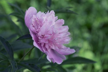 Pembe şakayıklar çiçek açıyor. Pembe çiçek Şakayık çiçek açıyor