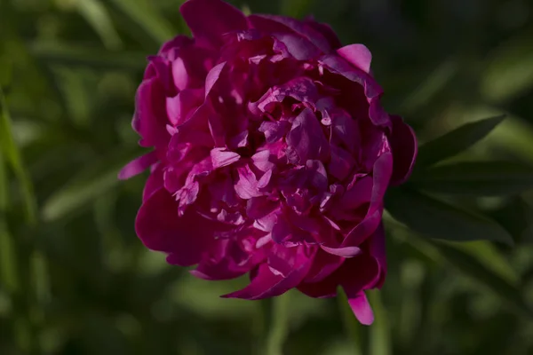 Pink flowers peonies flowering. Pink flower Peony blooming