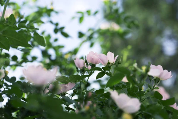 Křoví Růže Poseté Růžovými Květy Růžová Růže Kyčel Květina Keři — Stock fotografie