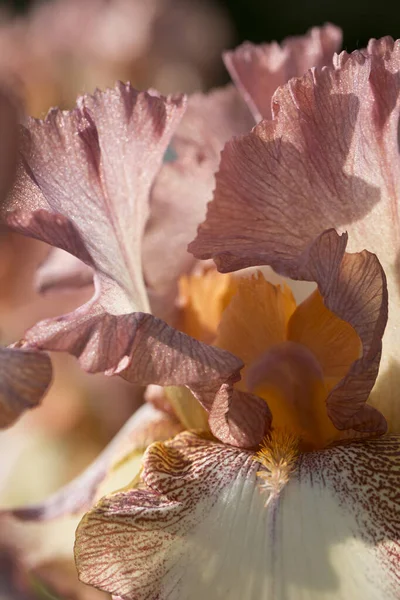 Крупним Планом Світло Рожевий Проміжний Бородатий Ірис Квітка Ballycastle Саду — стокове фото