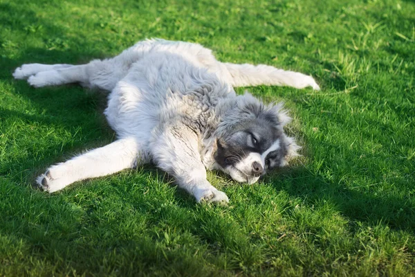 Şirin beyaz çoban köpeği yavrusu. Kafkas çoban köpeği 6 aylık. Tüylü Kafkas çoban köpeği yeşil çimlerin üzerinde yatıyor.