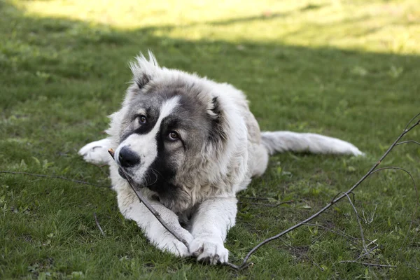 Hond Knabbelt Aan Stok Zes Maanden Oud Kaukasische Herder Knabbelt — Stockfoto