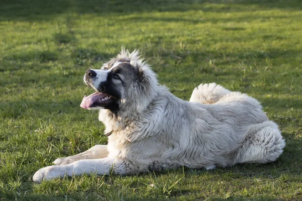 Şirin beyaz çoban köpeği yavrusu. Kafkas çoban köpeği 6 aylık. Tüylü Kafkas çoban köpeği yeşil çimlerin üzerinde yatıyor.