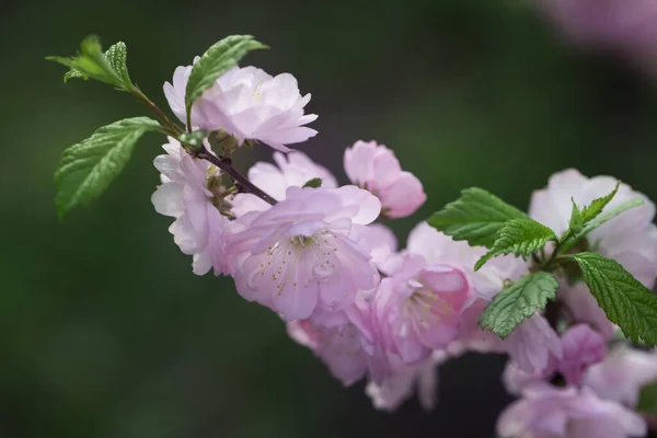 Dekoratív Mandulacserje Rózsaszín Virágai Rózsaszín Mandulavirág Virágzik Tavasszal — Stock Fotó