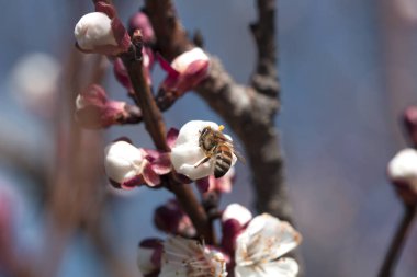 ağaçtaki beyaz bir çiçeğin üzerindeki arı. Kayısı çiçeğinden polen toplayan arı. Kayısı çiçeği üzerinde arı. Bal arısı beyaz bir çiçekte polen topluyor