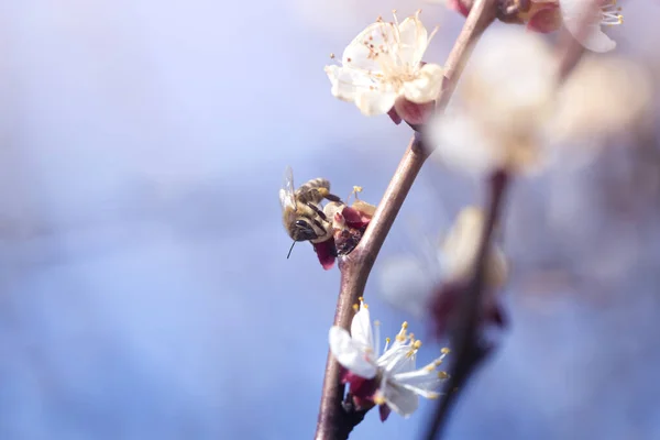 Μέλισσα Ένα Λευκό Λουλούδι Ένα Δέντρο Μέλισσα Διαλέγει Γύρη Από — Φωτογραφία Αρχείου