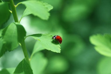 Yeşil yapraklı ve yeşil arka planlı uğur böceği. Böcek uğur böceği yeşil bir yaprağa oturur.