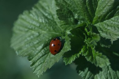Yeşil yapraklı ve yeşil arka planlı uğur böceği. Böcek uğur böceği yeşil bir yaprağa oturur.