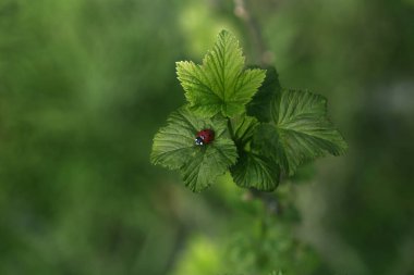 Yeşil yapraklı ve yeşil arka planlı uğur böceği. Böcek uğur böceği yeşil bir yaprağa oturur.