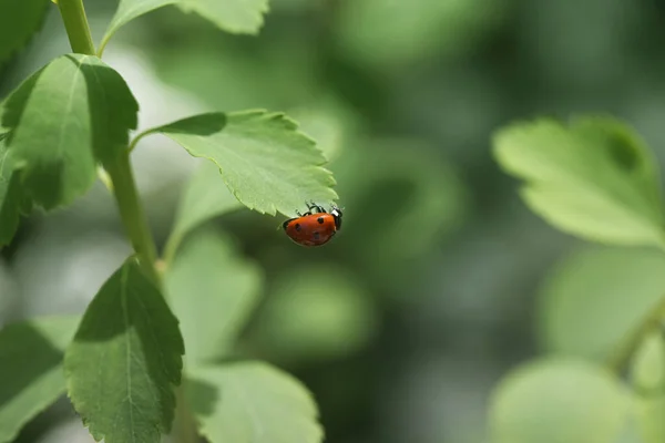 緑の葉と緑の背景にLadybug ビートルテントウムシは緑の葉の上に座って — ストック写真