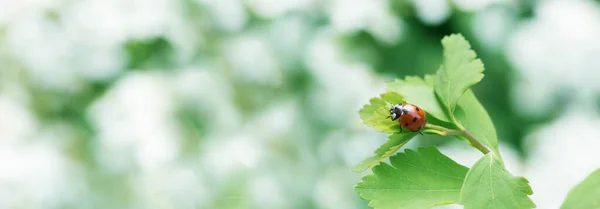 绿色叶子和绿色背景上的瓢虫 甲虫瓢虫栖息在绿叶上 — 图库照片
