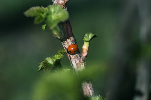 Mariquita Sobre Hoja Verde Fondo Verde Escarabajo Mariquita Sienta Una — Foto de Stock