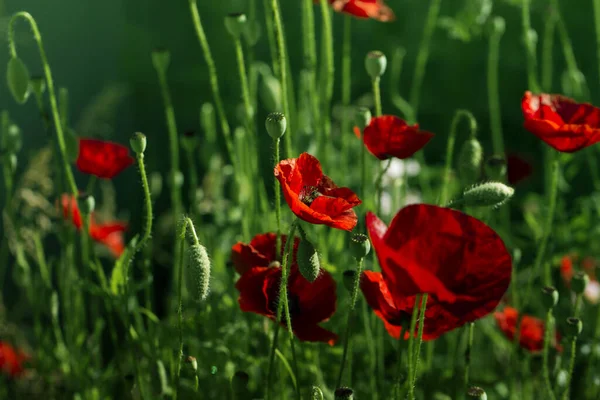 Rood Papaver Bloemenveld Close Rode Papaver Groen Onkruid Veld — Stockfoto