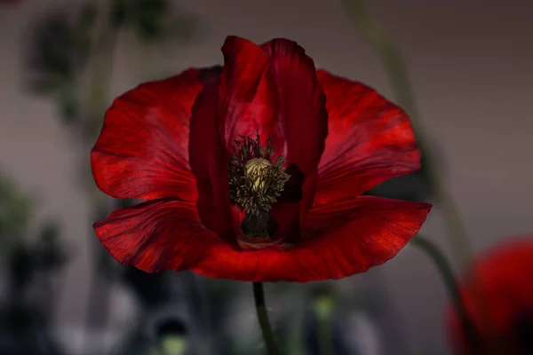 Close up poppy head. red poppy. Red poppy flowers field, close up. Red poppy on green weeds field.