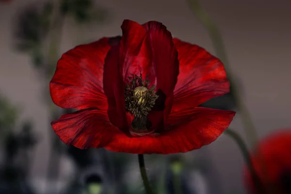 Tutup Kepala Opium Poppy Merah Lapangan Bunga Poppy Merah Tutup — Stok Foto