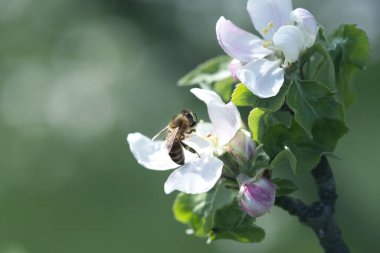 Ağaçtaki beyaz bir çiçekte arı. Elma çiçeğinden polen topluyor. Elma çiçeğinden arı topluyor.