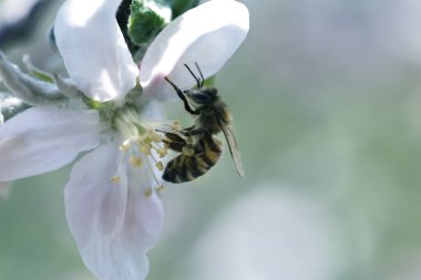 Ağaçtaki beyaz bir çiçekte arı. Elma çiçeğinden polen topluyor. Elma çiçeğinden arı topluyor.