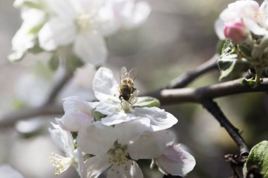 Ağaçtaki beyaz bir çiçekte arı. Elma çiçeğinden polen topluyor. Elma çiçeğinden arı topluyor.